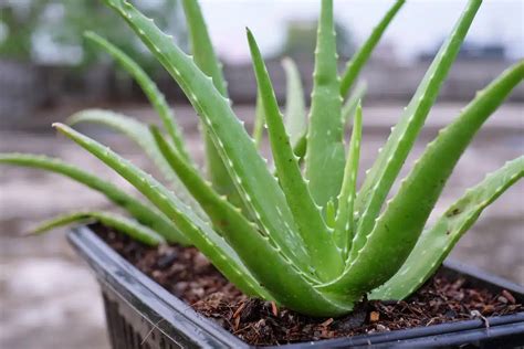 Plan général d'un plant d'Aloe vera mature en pot