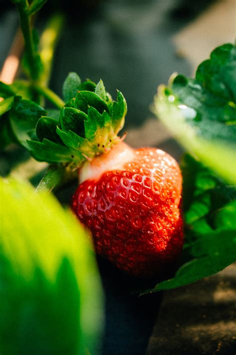 Détail d'une fraise mûre sur pied prête à être cueillie