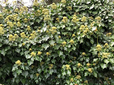 Gros plan sur les fleurs jaunes verdâtres du lierre en ombelles
