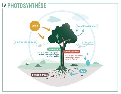 Illustration schématique de l'absorption de particules par les feuilles de lierre