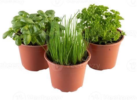Kit Potager Véritable correctement disposé avec tomate, basilic, ciboulette et persil