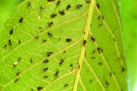 Illustration de pucerons sur une feuille de plante