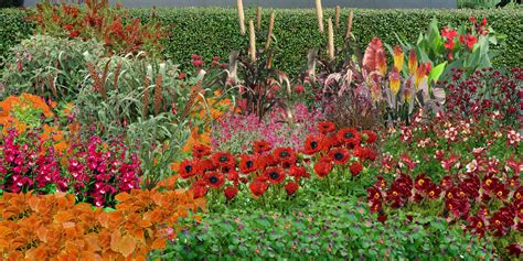 Massif de fleurs rouges vives avec feuillage vert
