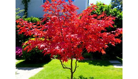 Feuillage rouge profond d'un Érable du Japon
