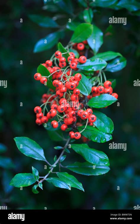 Collection de baies rouges d'un Pyracantha en automne