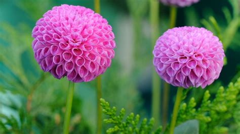 Variété de dahlia coloré
