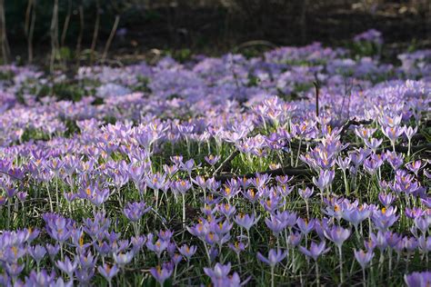 Crocus en pleine floraison dans une pelouse