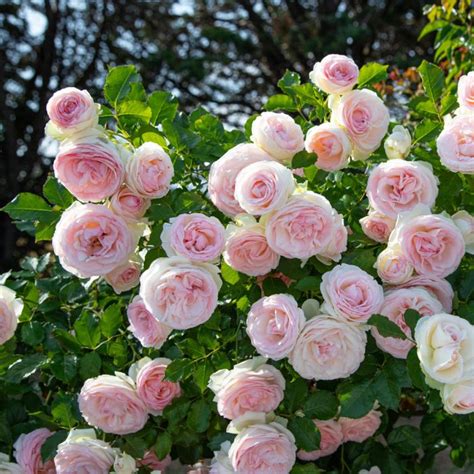 Rosier Pierre de Ronsard en pleine floraison