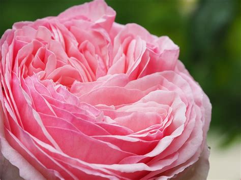 Gros plan sur les pétales d'une rose Pierre de Ronsard