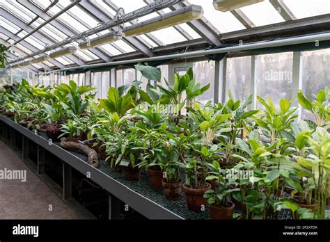 Intérieur d'une serre chaude avec des plantes tropicales