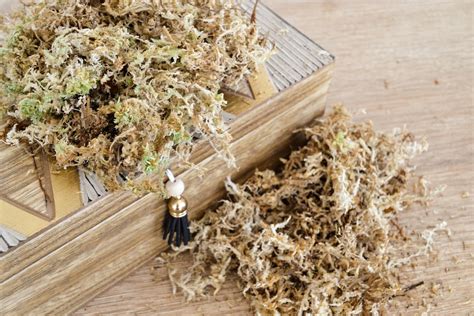 Terrarium avec sphaigne comme substrat