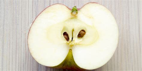 Illustration de pommes avec pépins marron, peau jaunissante, et facilité de détachement