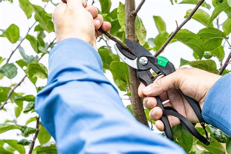 Outils de taille pour pommiers