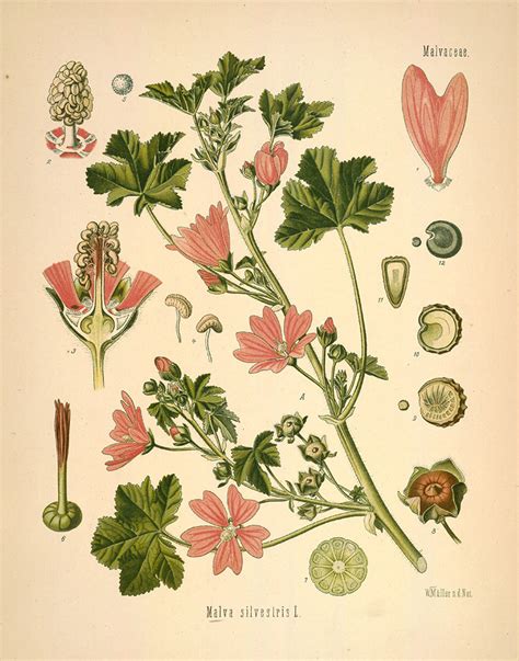 Planche botanique de la mauve avec feuilles, fleurs et fruits
