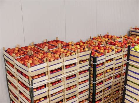 Cave de stockage de pommes en cagettes