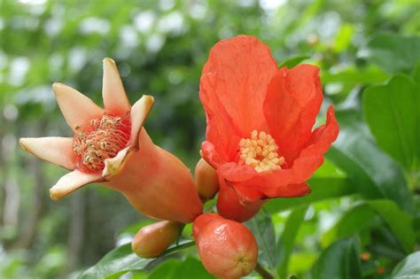 Grenadier nain en fleur
