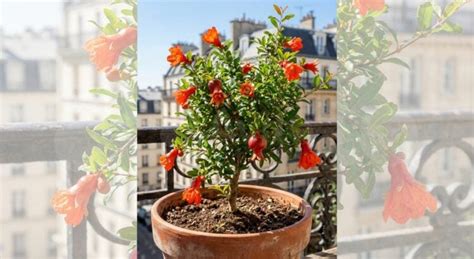 Grenadier nain en pot sur une terrasse
