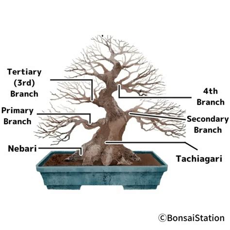 infographie expliquant les différentes parties d'un bonsaï (nebari, tronc, hauteur)