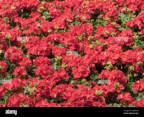 Géraniums aux couleurs vives en pleine floraison