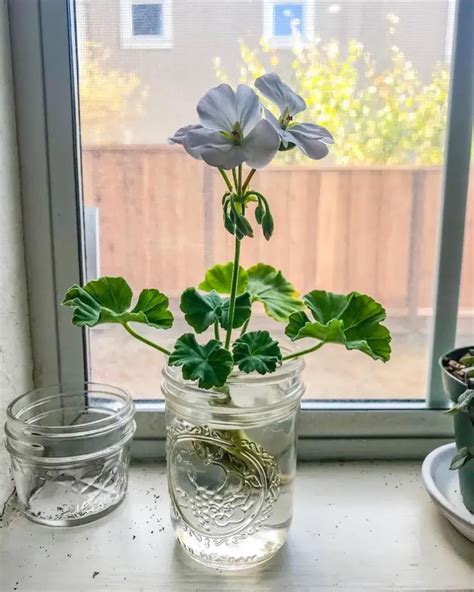 Bouture de géranium en train de développer des racines dans un verre d'eau