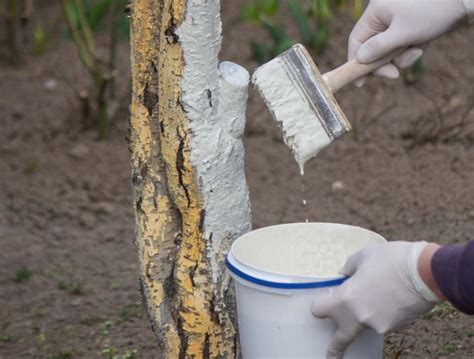 Arbre fruitier au tronc blanchi par du lait de chaux