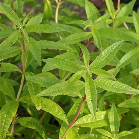 Verveine citronnée (Aloysia Triphylla)