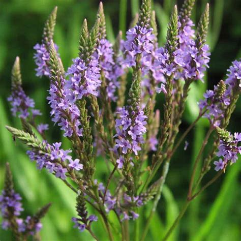Verveine officinale (Verbena officinalis)