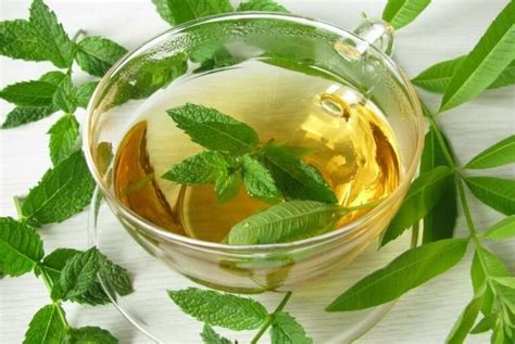 Infusion de verveine