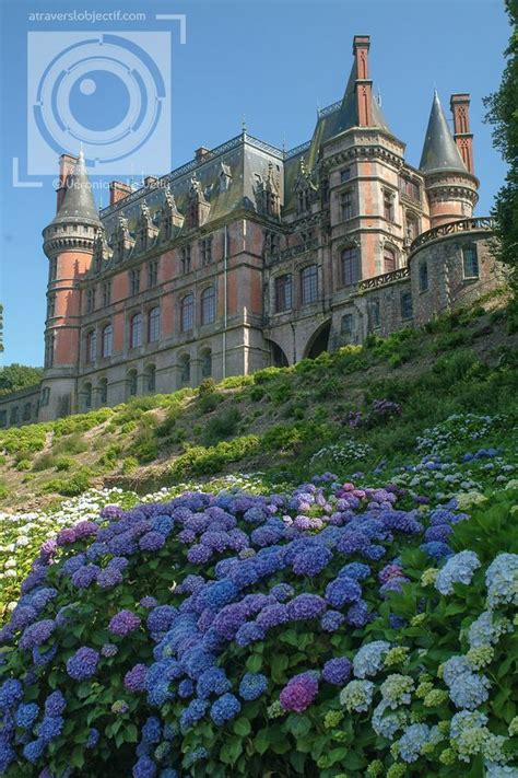 Hortensias bleus au château de Trévarez