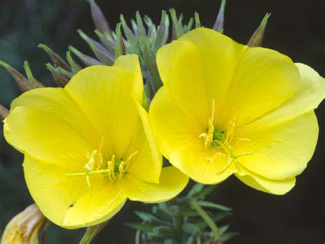 Illustration de l'Onagre bisannuelle en fleur