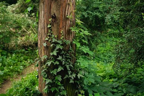 Forêt tempérée avec du lierre grimpant sur plusieurs arbres