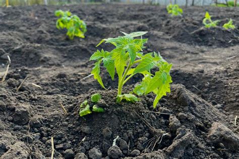 Plante de tomate avec du compost au pied