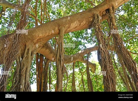 Racines aériennes d'un Ficus bonsaï
