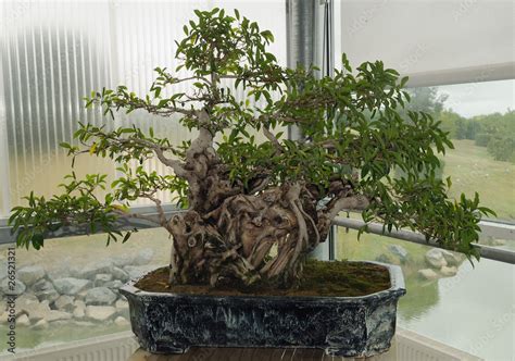 Ficus bonsaï 'Ginseng' avec ses racines aériennes proéminentes