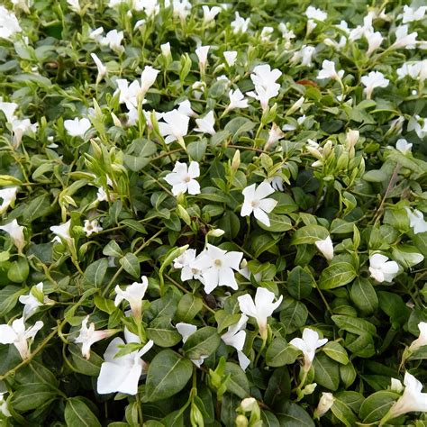 Vinca minor 'Alba' en fleur