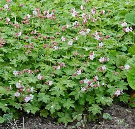 Geranium macrorrhizum 'Spessart' en floraison