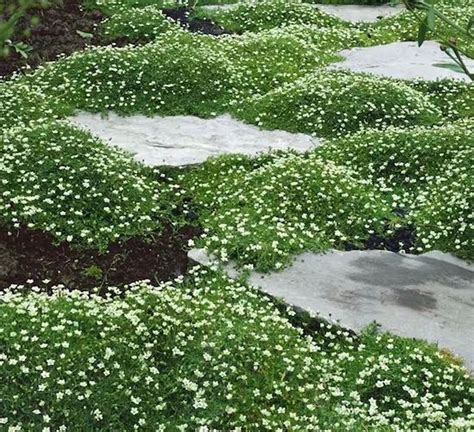 Sagina subulata 'Irish Moss' formant un tapis