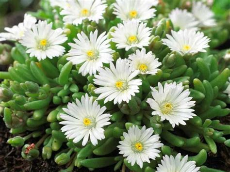 Delosperma 'Alba' en fleur