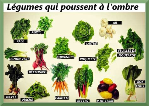 Infographie présentant les légumes qui poussent bien à l'ombre et à la mi-ombre