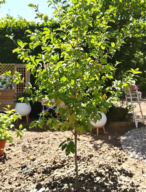 Pêcher planté avec un tuteur, prêt à s'enraciner