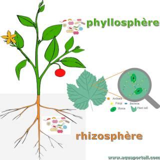 Rhizosphère d'une plante
