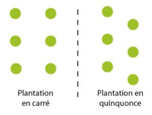 Rosiers plantés en quinconce
