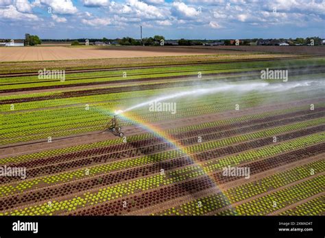 Champ de légumes irrigué