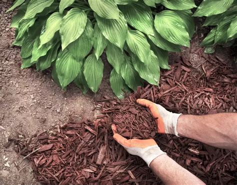 Jardinier appliquant une couche de paillis sur un potager en carrés