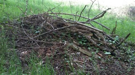 Tas de bois mort et de branches, servant d'habitat à la faune