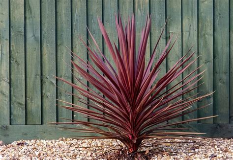 Cordyline australis en pleine terre avec ses feuilles vertes