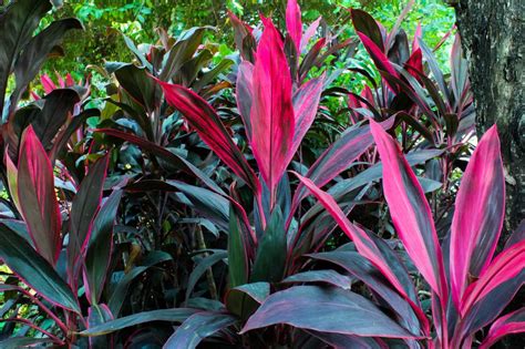Variété de Cordyline aux feuilles rouges et vertes panachées