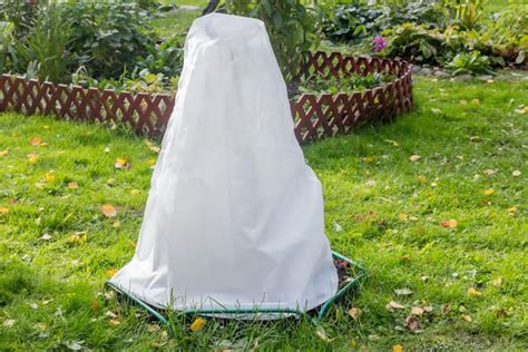 Cordyline protégée par un voile d'hivernage