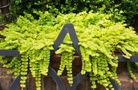 Plantes retombantes dans une jardinière suspendue