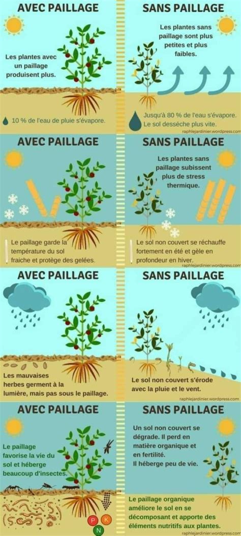 Schéma expliquant les bénéfices du paillage pour le sol et les plantes